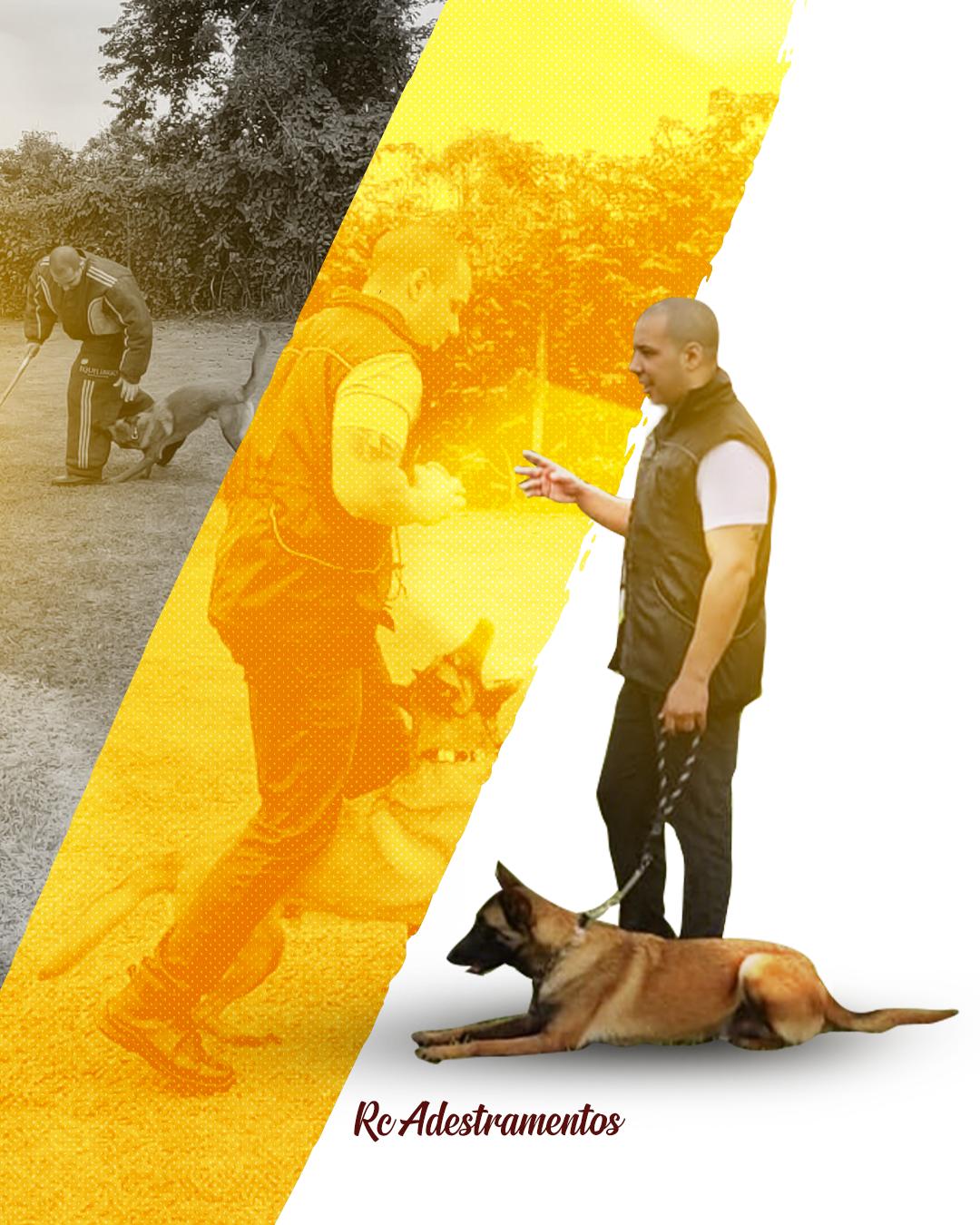 Adestramento de cães de todas as raças